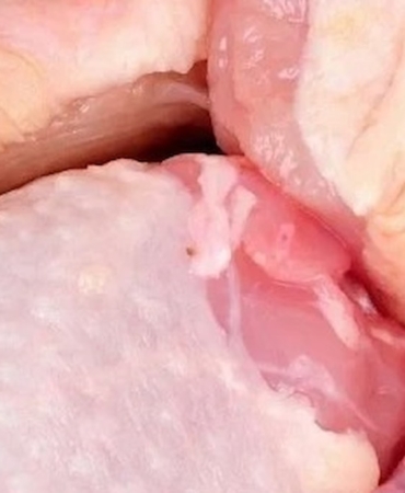 Konya Karatay'da Tarihi Geçmiş ve Uygunsuz Muhafaza Edilen 7 Ton Tavuk Eti İmha Edildi